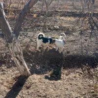 سگ جکراسل|سگ|مرودشت, ژیان|دیوار