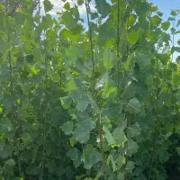 صنوبر وکبوده خان بابا