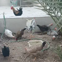 مرغ و خروس اصیل تخم گذار|حیوانات مزرعه|بندر امام خمینی, |دیوار