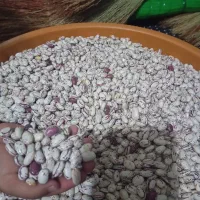 لوبیا چیتی 340 خلف اباد