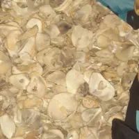 موسیر درجی دو ۸کیلو