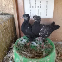 کبوتر بهبونی