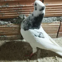 جوجه طوقی پرشی|پرنده|گرگان, |دیوار