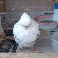 حیوانات کبوتر|پرنده|ساری, |دیوار