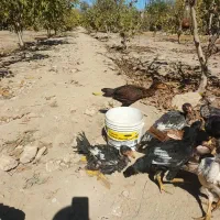 ۱۰عددخروس لا ی سالم وسرحال به شرط فوری|حیوانات مزرعه|کرج, کمال‌شهر|دیوار