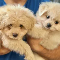 واگذاری سگ|سگ|رشت, خواهر امام|دیوار