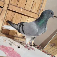 دمگیر نر خرقه گلدم|پرنده|برخوار, |دیوار