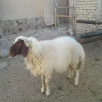 بره قوچ|حیوانات مزرعه|ماهیدشت, |دیوار
