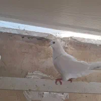 کفتر المانی