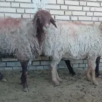 ۳راس میش گله گرد آبستن