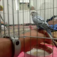 مرغ عشق|پرنده|توکهور, |دیوار