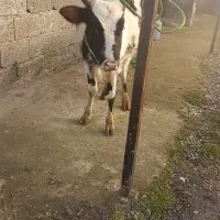 گاو،لیشه‌مازندرانی آماده‌به‌تخم