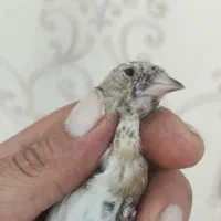 جفت سوخته سرخ و سهره چونه خطی|پرنده|شهرضا, |دیوار