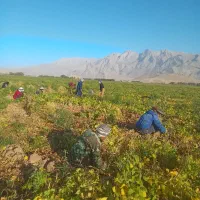 سر کارگر امور کشاورزی|خدمات باغبانی و درختکاری|کرمانشاه, |دیوار