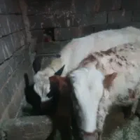 گوساله گوشتی ماده|حیوانات مزرعه|سقز, |دیوار