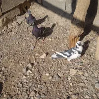 کبوتر|پرنده|فسا, |دیوار