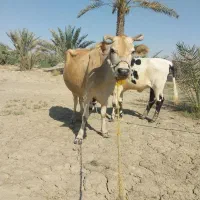 گاوشیری|حیوانات مزرعه|میناب, |دیوار