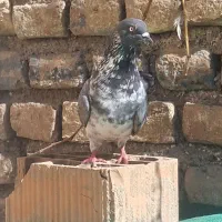 کبوتر بند|پرنده|سنگدوین, |دیوار