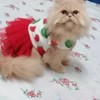 پرشین کت کاراملی ماده|گربه|رشت, حمیدیان|دیوار