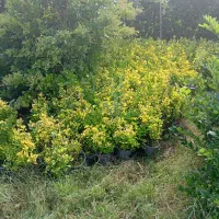 همه نوع گل و گیاه به قیمت جهادی وهمه نوع مرکبات|گل و گیاه طبیعی|آستانه اشرفیه, |دیوار