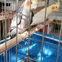 عروس هلندی