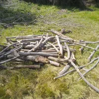 فروش چوب بادام بید وسفیدار ضایعات ونجاری|خدمات باغبانی و درختکاری|همایجان, |دیوار