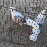 کفترنرسرخ پلنگ عروسک ماده کاغذی|پرنده|زاغه, |دیوار