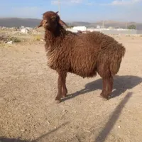 گوسفند زنده بره نر (همراه با قصاب)