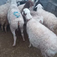 فروش ۱۰عددمیش