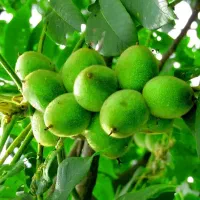 گردو پایه کوتاه