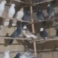 کبوترای پرشی|پرنده|قم, عمار یاسر|دیوار