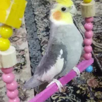 عروس هلندی نر با لوازم