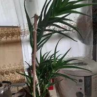 گیاه‌مناسب‌و‌مقاوم(استریاتولا)|گل و گیاه طبیعی|تهران, علی‌آباد|دیوار