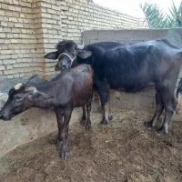 گاومیش با گوساله ماده