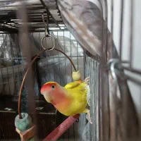 طوطی برزیلی|پرنده|سنندج, |دیوار