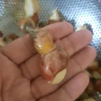 حلزون آلبینو آچاتینا