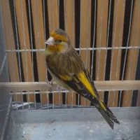 سهره قناری ماده