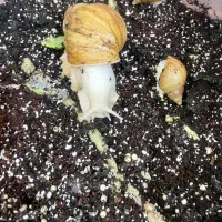 حلزون آلبینو