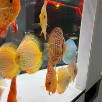 ماهی و تجهیزات در آکواریوم خزر