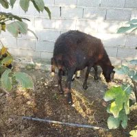 گوسفند بره دار دوقلو|حیوانات مزرعه|آق قلا, |دیوار