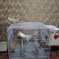 عروس هلندی لوتیتو سخنگو|پرنده|شیراز, زرهی|دیوار
