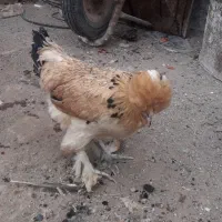 فروش معاوضه با عروس هلندی