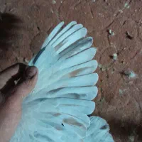 سار قزوینی|پرنده|نیشابور, هفده شهریور|دیوار