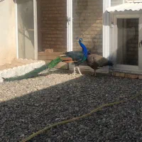 یک جفت طاووس هندی پنج ساله