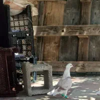 موشی