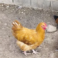 جوجه، نیمچه،مرغ،تخم زینتی اورپینگتون،ورورک