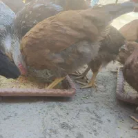فریح و خروس