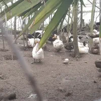 فروش اردک محلی