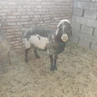 قوچ نری کهره بره