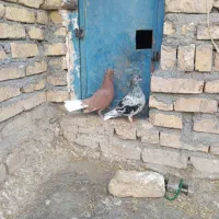 کفتر
